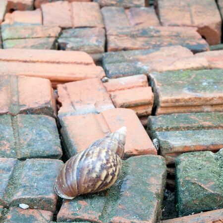 Snailの写真素材