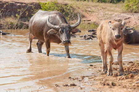 buffalo thiaの写真素材