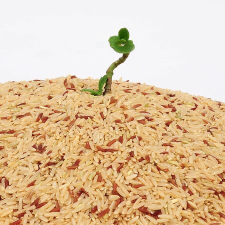 On rice seedlings.の写真素材