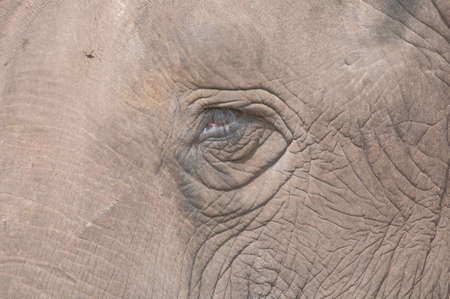 Elephantの写真素材