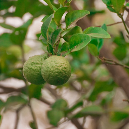 Kaffir Lime Thai herbs for cooking 