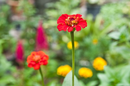 Marigold close up in natureの写真素材
