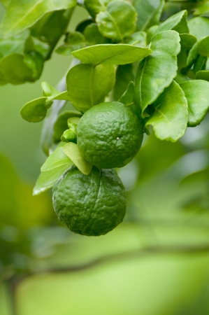 Kaffir Lime Thai herbs for cooking の写真素材