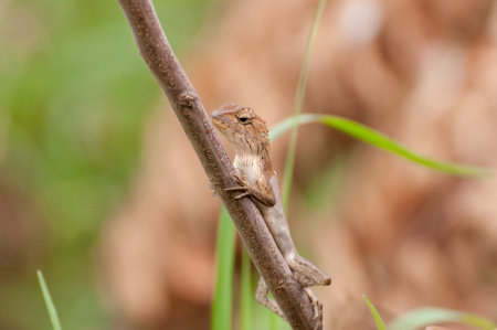 Lizard in nature are changing colors.