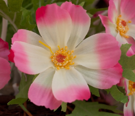 Artificial flowersの写真素材