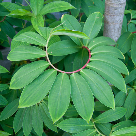 Leaves