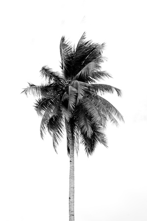 Coconut tree isolated on whiteの写真素材