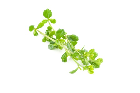 Leaves isolated on a white background.の写真素材