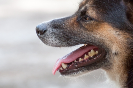 Dog Thailand.の写真素材