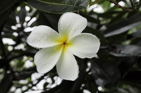 white and yellow frangipani flowers with leaves in backgroundの写真素材