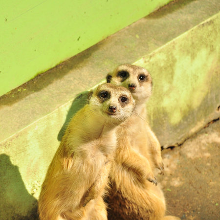 Meerkat at the Chiang Mai Zoo. Chiang Mai, Thailand.の写真素材