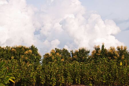 Trees at the edge of the forest in summer.の写真素材