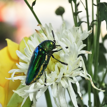 Insect wings....の写真素材