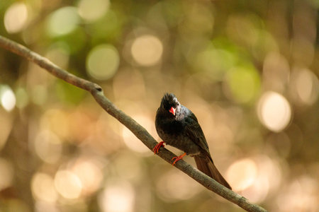 Red-vented Bulbul, Pycnonotus goiavier, clings to a branch in the forest.
