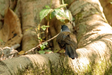 Babbler in the forest. Wildlife scene from nature. Birds in the wild.の写真素材