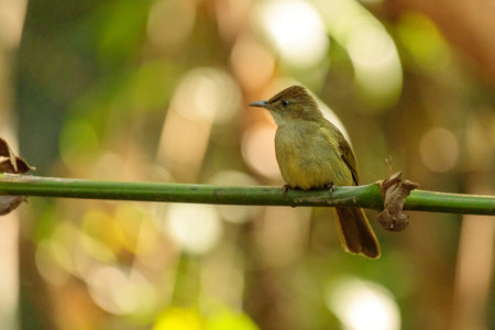 beautiful bulbul bird in nature, Pycnonotus bulbul