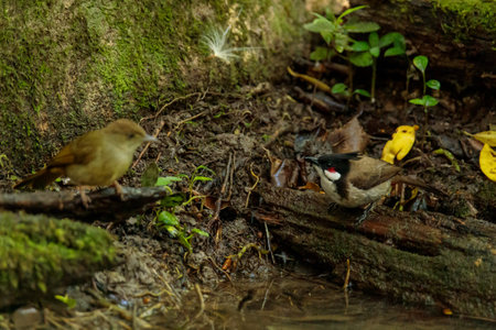 Babbler in the forest. Wildlife scene from nature. Birds in the wild.の写真素材