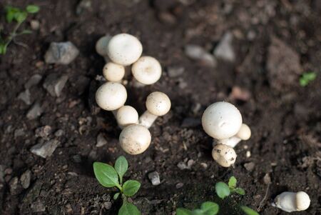 mushrooms in the countryの写真素材