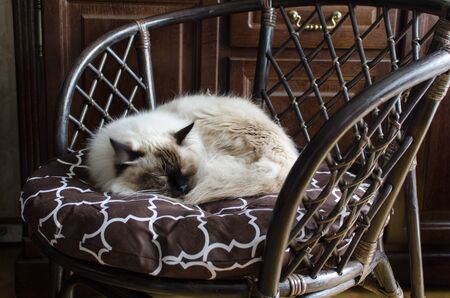 Beautiful domestic cat in a brown pleated armchairの写真素材