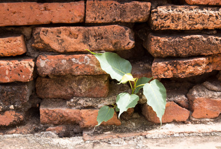 Green pipal tree growth on near the old red brick wall  in wat Ma ha that temple,Ayutthaya, Thailand.の写真素材