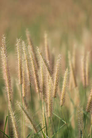 Lush grassの素材