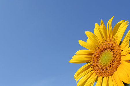 Brilliant sunflower for a pleasing postcard or background.の写真素材
