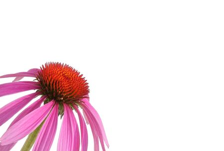 Purple coneflower/echinaceaの写真素材