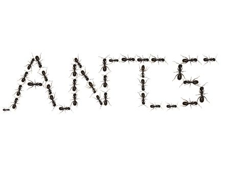 Ants spelling the word "ANTS"の写真素材