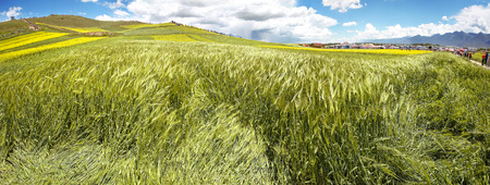 Panorama of green wheat ears in the valley of flowersの写真素材