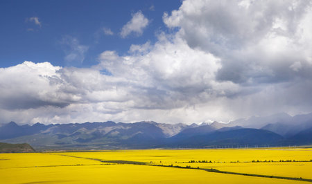 Valley of yellow flowers