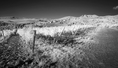 Black and white vineyards of Italyの写真素材
