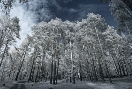 Landscape in infrared lightの写真素材