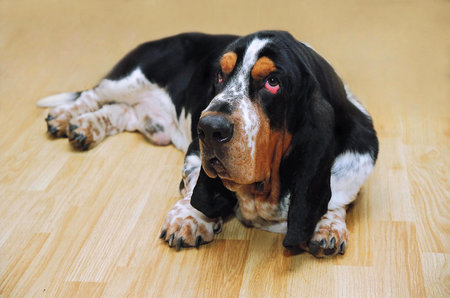 A large dog of the Basset Hound breed lies on the floor . Dog with long ears and sad look.