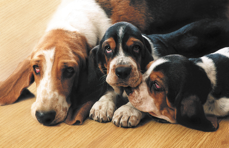 Dogs of Basset Hound Mom and Children. Lie on the floor and lookの写真素材