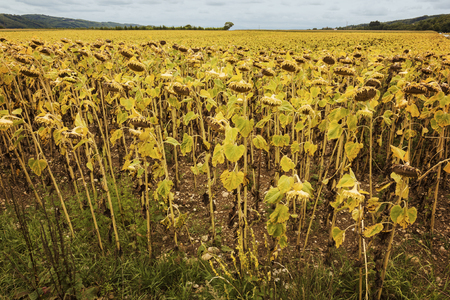 Sunflower field in the countryside in Franceの写真素材
