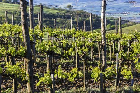 Vineyard in Tuscany in Italy in the morningの写真素材