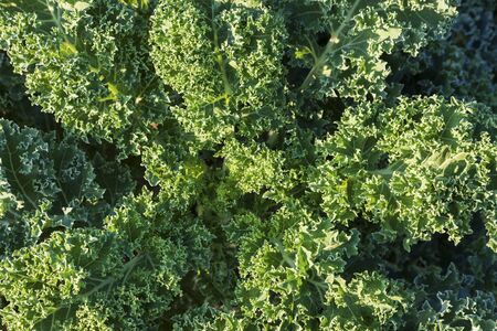 Kale growing in the fieldの写真素材