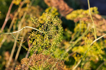 Dill flowers growing in the field