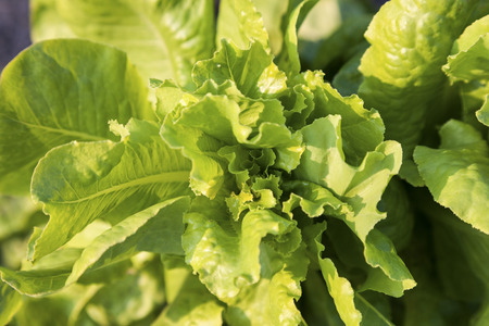 Lettuce growing in the fieldの写真素材