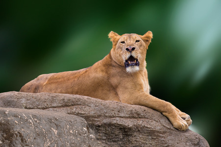 Lioness lying on rock.の写真素材
