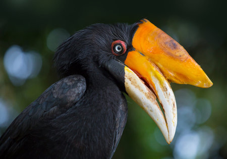 Rhinoceros Hornbill Buceros rhinoceros in Bali, Indonesia.