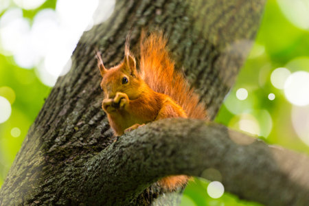 Red squirrel sitting on a tree in forestの写真素材