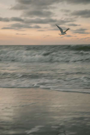 seagull flies along the rough sea during sunsetの写真素材