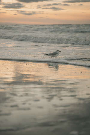 a seagull walks along the seashore during sunset, the waves wash away the sand under the naga birds, during the autumn sunset the sun isの写真素材