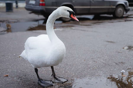 large wild animal tamed humanity stands in the background of the machineの写真素材