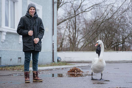 a wild bird a swan walks through the streets of the city, among people, a guy stiot next to an animal, a young man smilesの写真素材