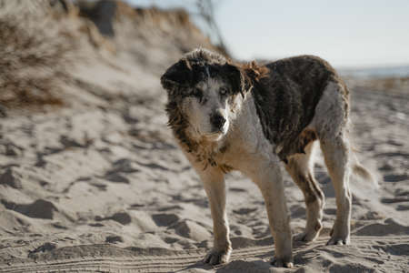 dirty stray dog walking on the sandy beachの写真素材
