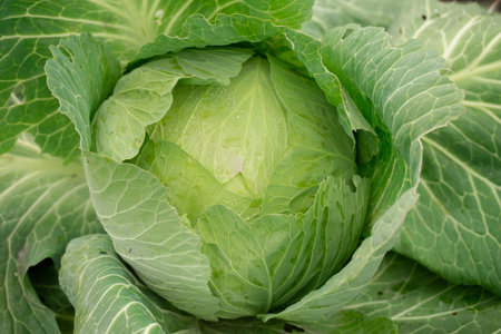 green head of cabbage, close-up, autumn harvest