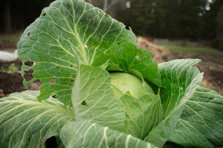 vegetable cabbage grows in a farmer's field, fresh ready harvestの写真素材