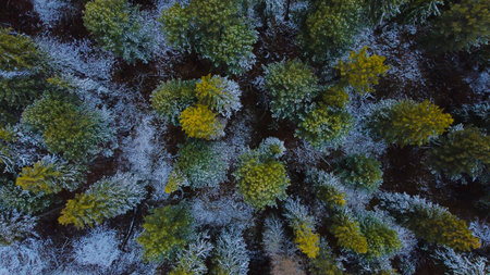 forest of coniferous trees top view covered with snow